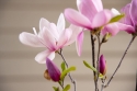 Housewarming Magnolia Ann Tree