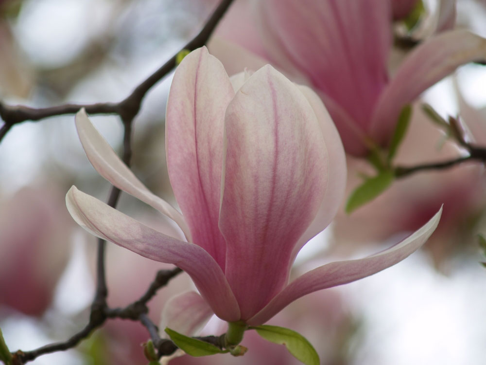 Housewarming Magnolia Ann Tree