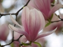 Housewarming Magnolia Ann Tree