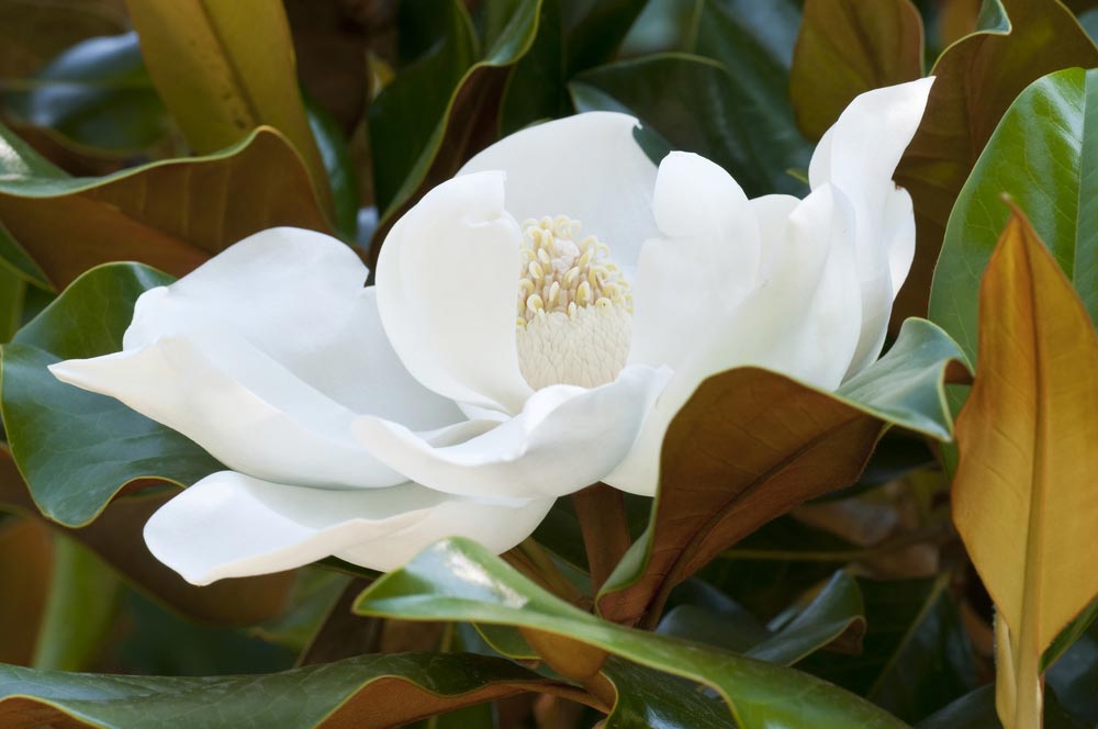 Mom's Southern Magnolia