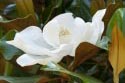 Mom's Southern Magnolia