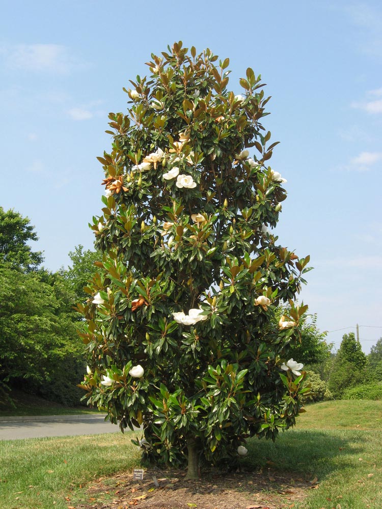 Image of Southern magnolia tree