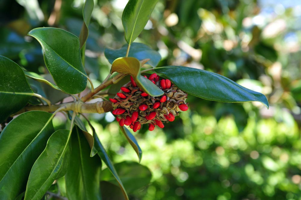 Mom's Southern Magnolia