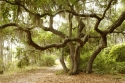 Enduring Oak Tree New Baby Boy Gift