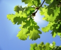Enduring Oak Tree New Baby Boy Gift