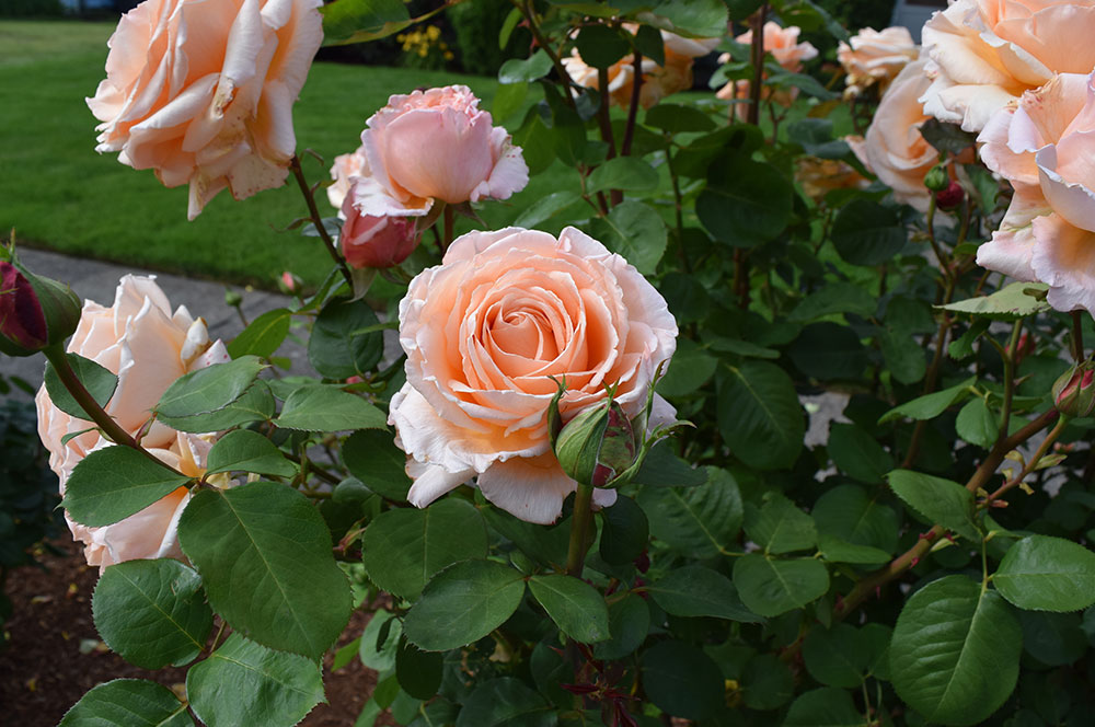 In Memory Mother of Pearl Rose
