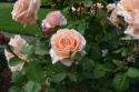 In Memory Mother of Pearl Rose