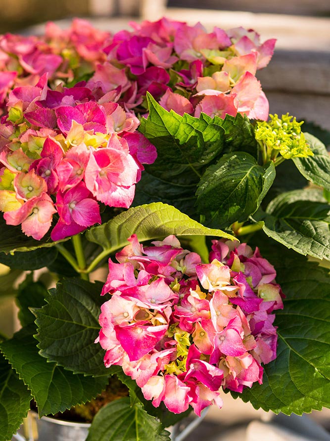 Pet Sympathy Hydrangea