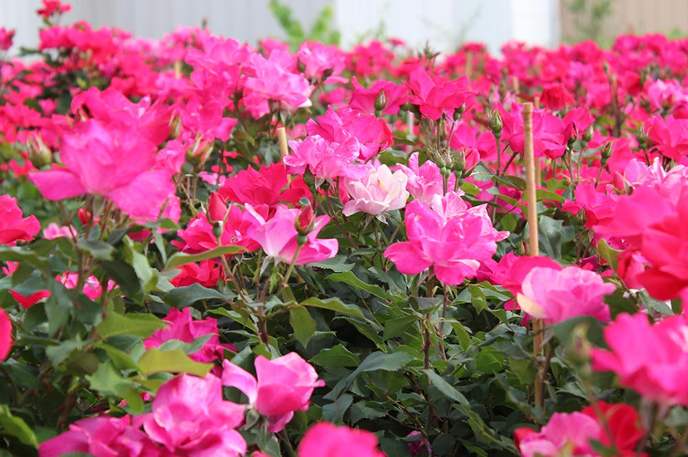 Blooming Mother's Day Red Rose Tree Topiary