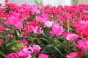 Blooming Mother's Day Red Rose Tree Topiary