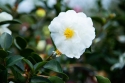 Mother's Day White Camellia