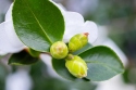 Mother's Day White Camellia