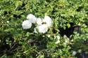 Mother's Day White Rose Topiary