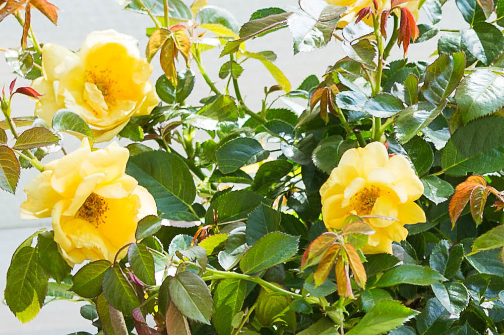 In Memory Yellow Rose Topiary
