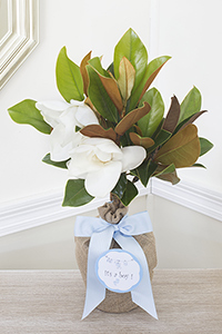 magnolia boy southern tree baby medium