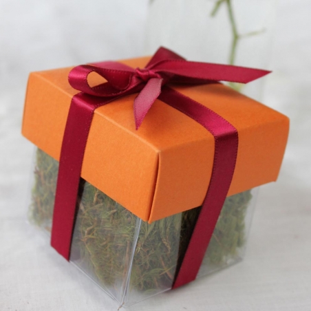 Papaya Puree Dark Lid / Burgundy Top Double Bow