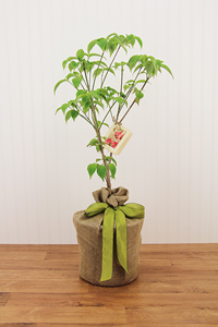 tree memorial gift dogwood pink trees memory gifts sympathy seeds seedsoflife