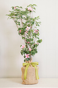 memorial dogwood tree gift pink memory trees sympathy gifts seeds seedsoflife