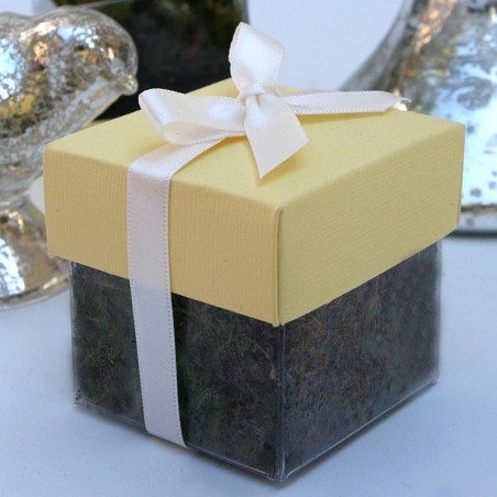 Pollen Yellow Lid / Ivory Top Single Bow