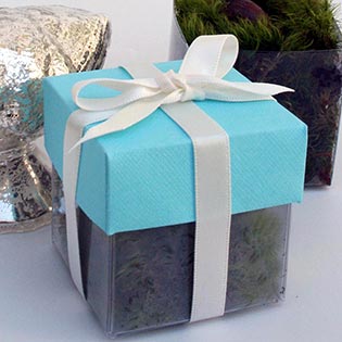 Dragonfly Turquoise / Ivory