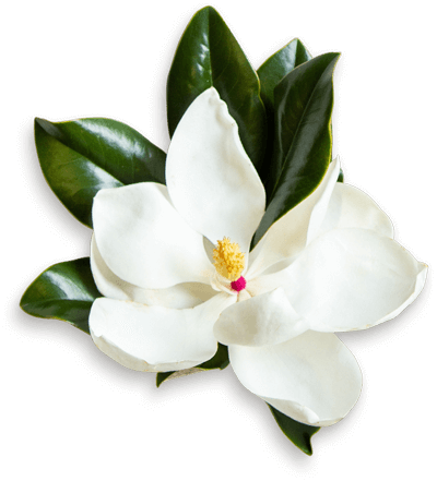 Large Magnolia Bloom