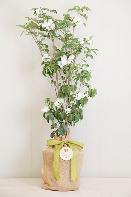 Pet Sympathy Dogwood Gift Tree  Large Seeds Of Life