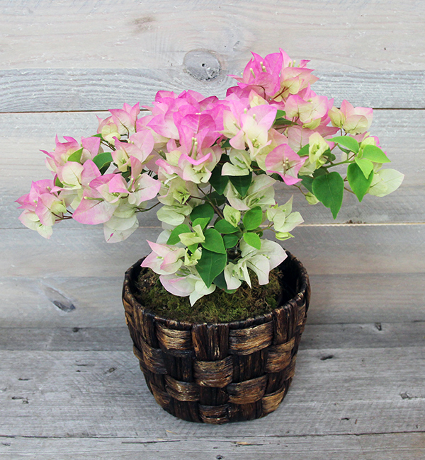Moms Potted Bougainvillea Seeds Of Life