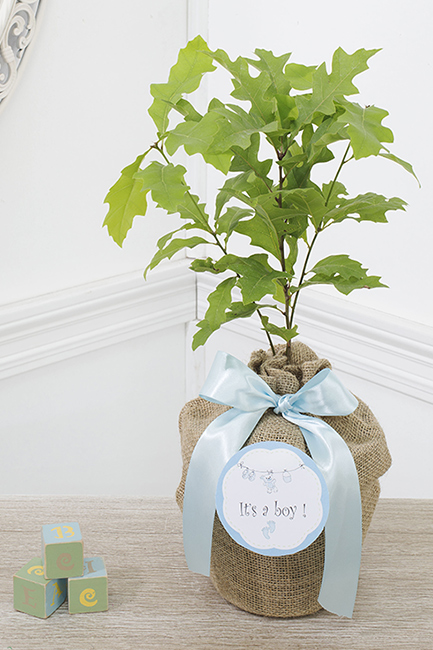 Enduring Oak Tree New Baby Boy Gift - Medium: Seeds Of Life