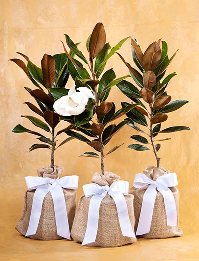 3 Magnolia Trees