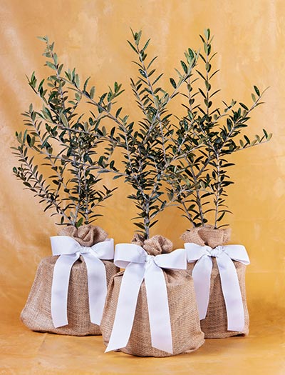 3 Olive Trees