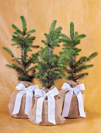 3 Spruce Trees