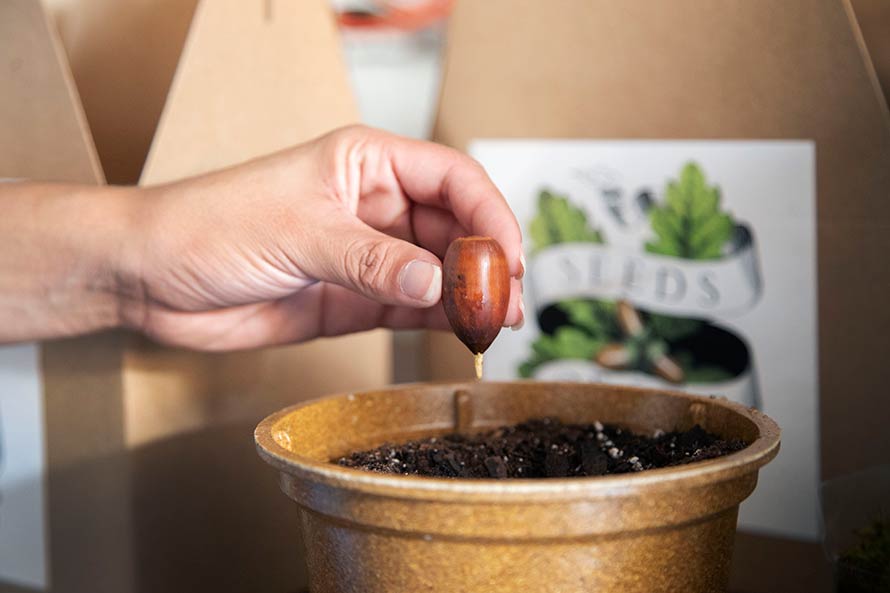 Acorn with a root