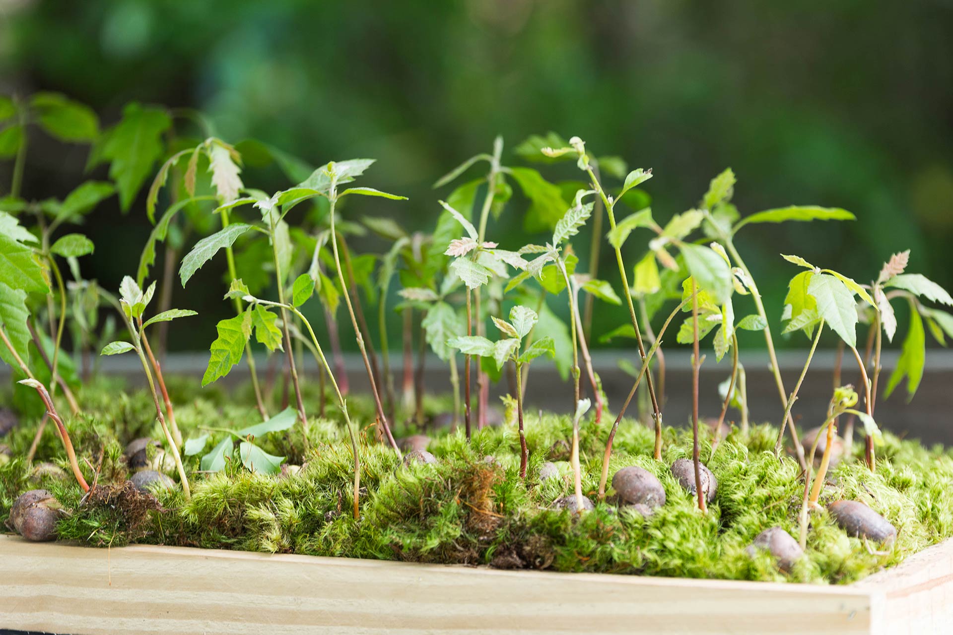 Oak Seedlings in Wooden Box