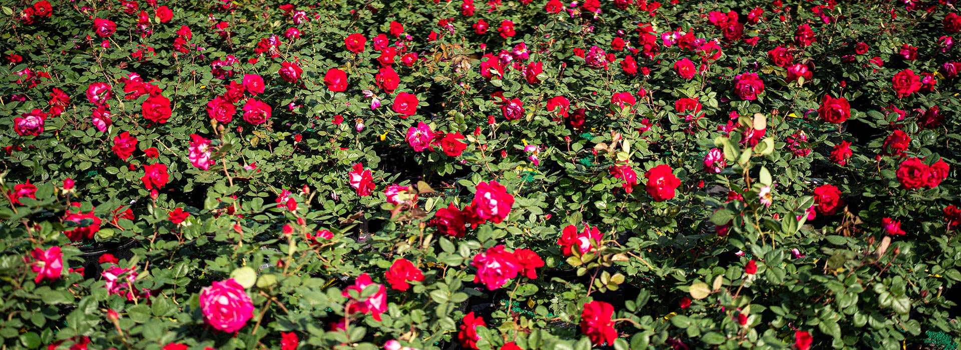 Red Rose Plants in Nursery