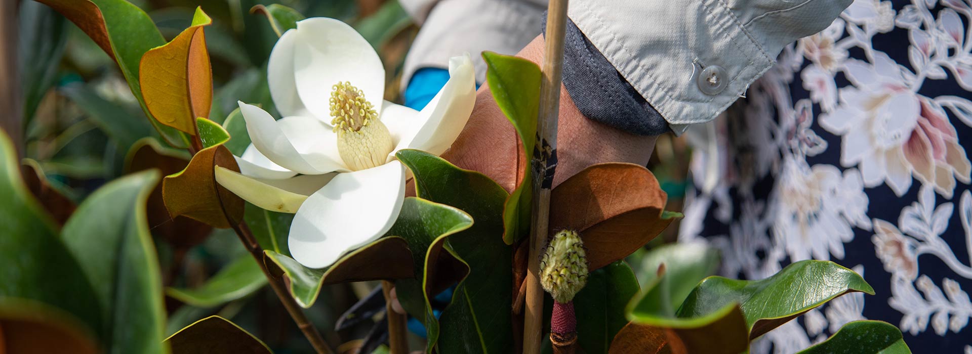 Woman Pruning Magnolia Trees