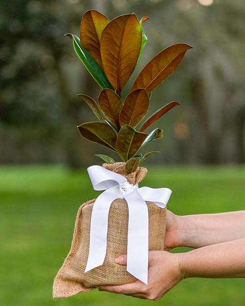 Survivor Tree” seedlings gifted to honor Tree of Life
