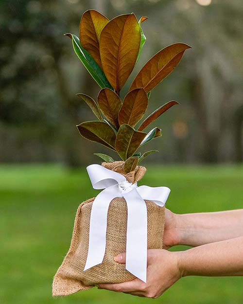 Girl Holding Magnolia Tree