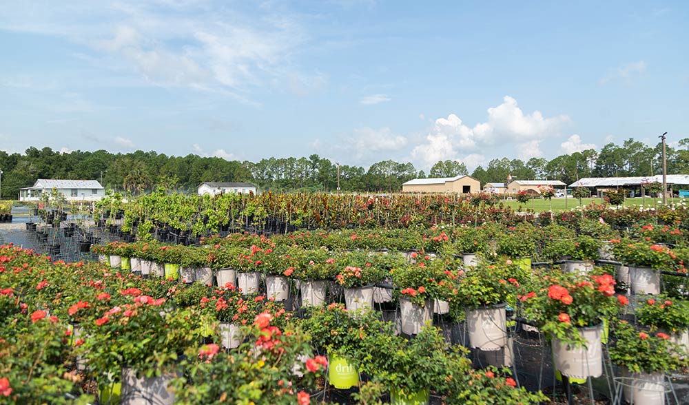 Seeds of Life Nursery