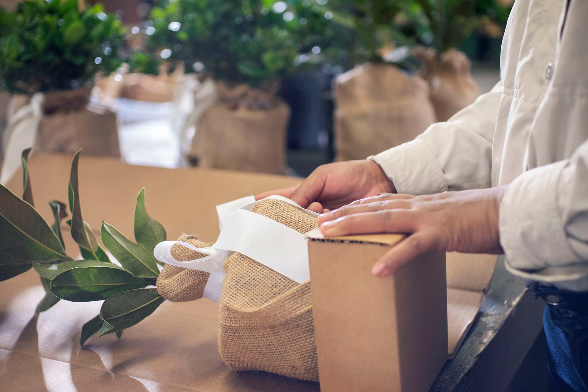 Packaging Magnolia Gift Tree