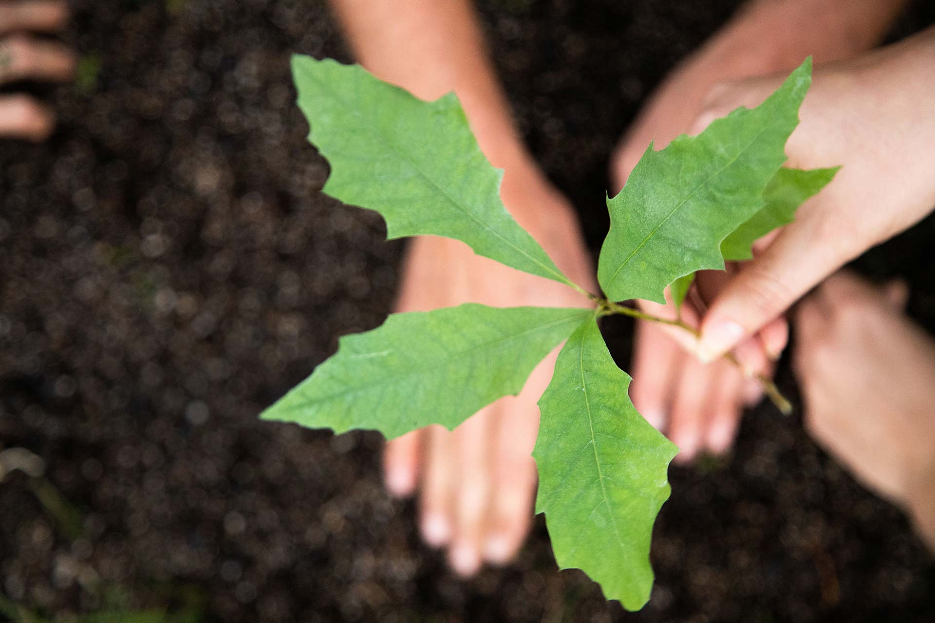 Planting Oak Seedling