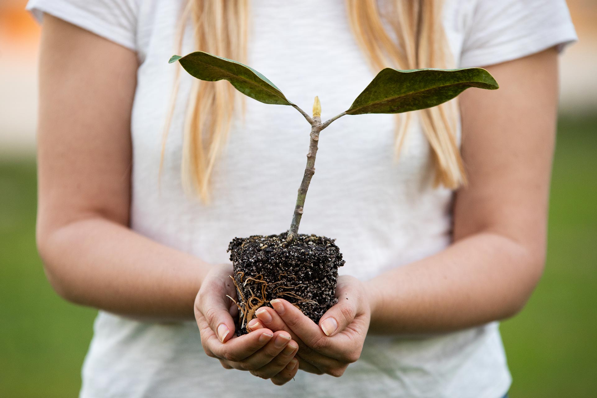 Lady Holding Tree Seedling